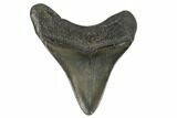 Fossil Megalodon Tooth - South Carolina #125343-1